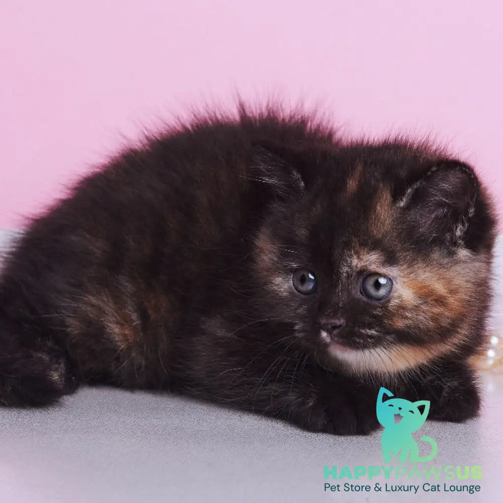 Africa British Shorthair female black tortie - live animals
