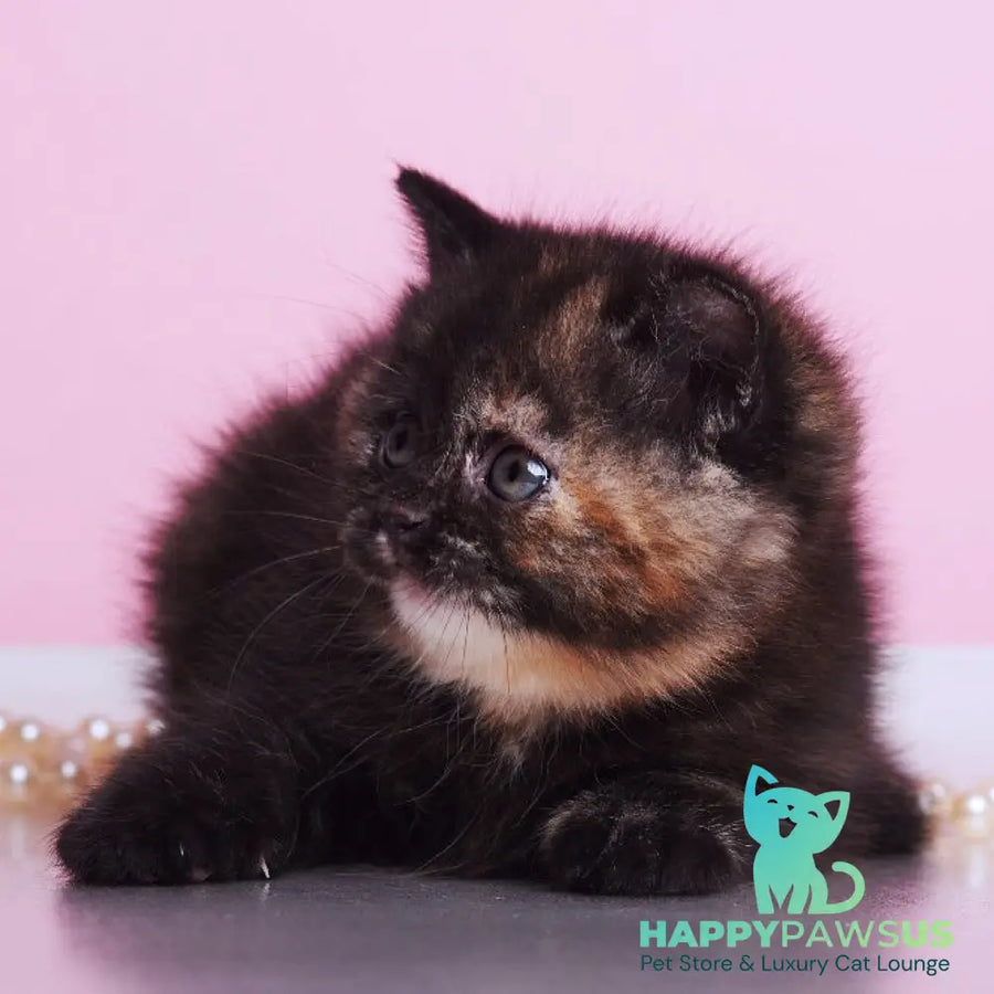 Africa British Shorthair female black tortie - live animals