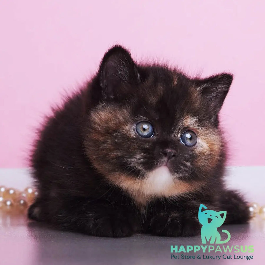 Africa British Shorthair female black tortie - live animals