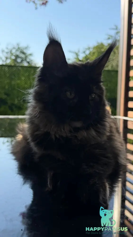 Africa Maine Coon female black tortie - live animals