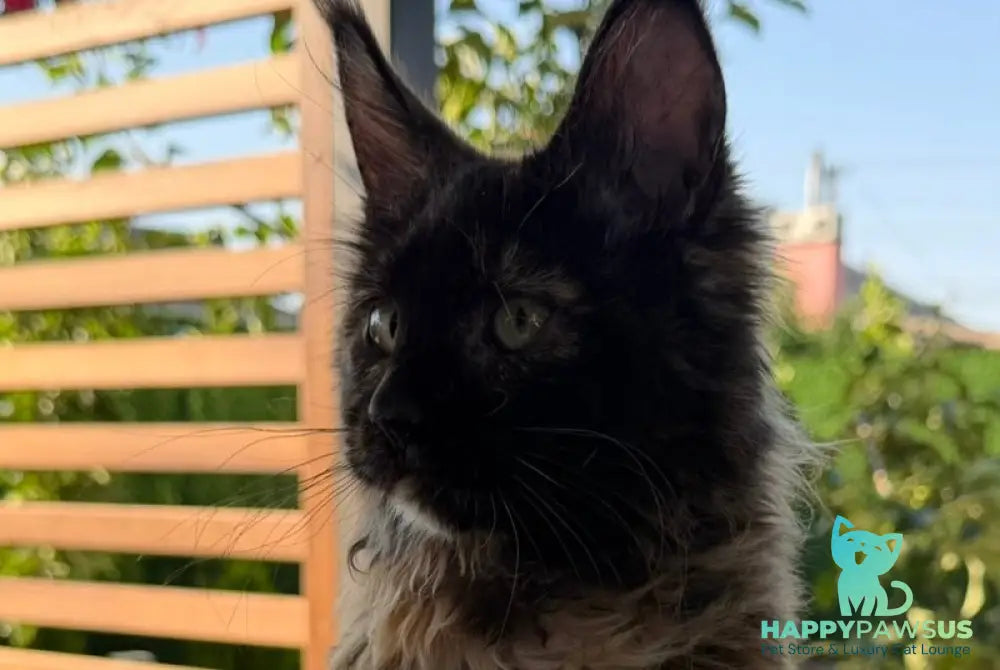 Africa Maine Coon female black tortie - live animals