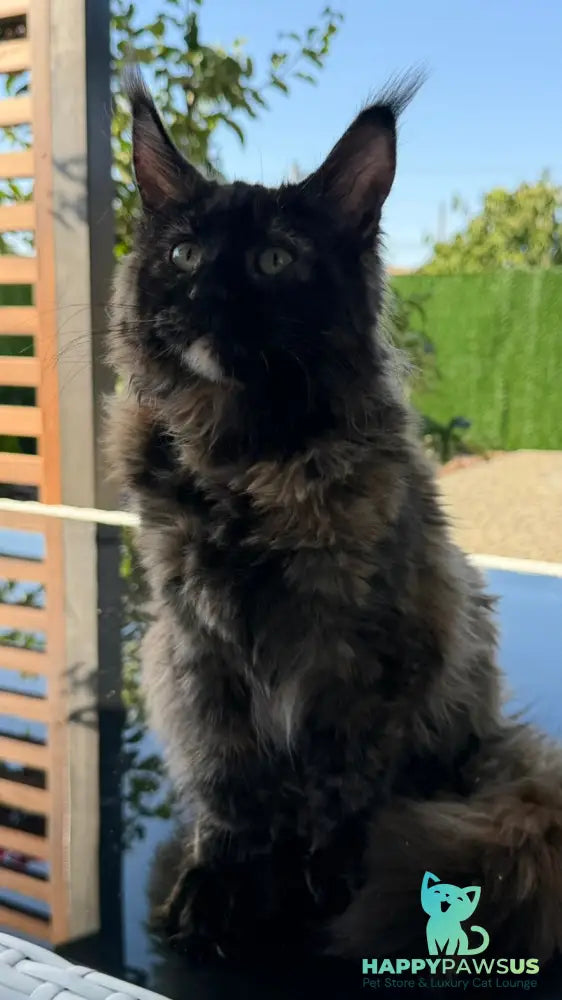 Africa Maine Coon female black tortie - live animals