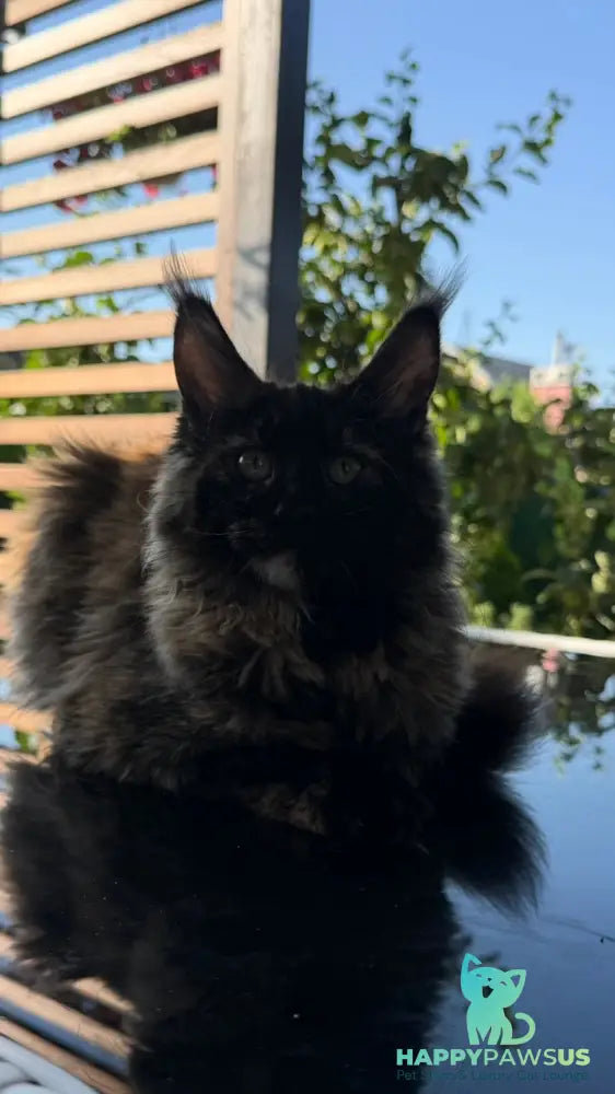 Africa Maine Coon female black tortie - live animals