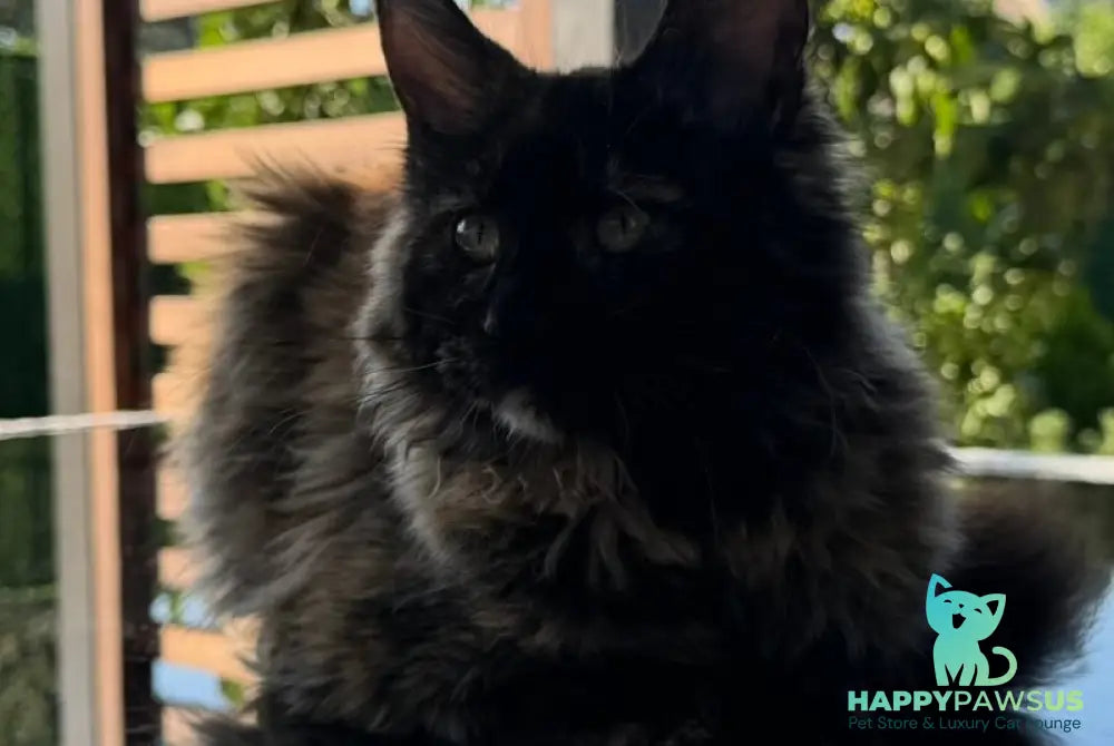 Africa Maine Coon female black tortie - live animals