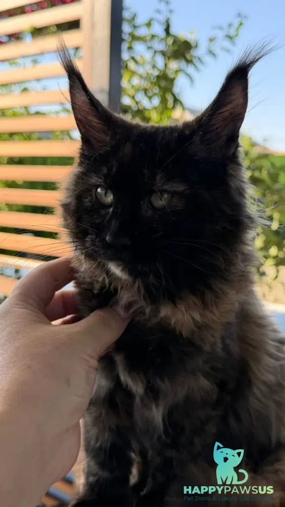 Africa Maine Coon female black tortie - live animals