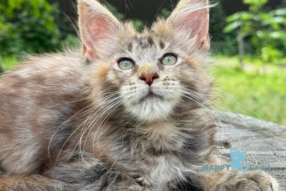 Africa Maine Coon female black tortie spotted tabby live animals