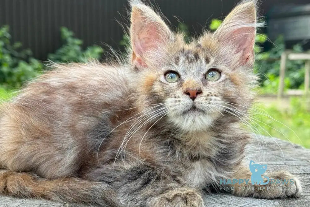 Africa Maine Coon female black tortie spotted tabby live animals