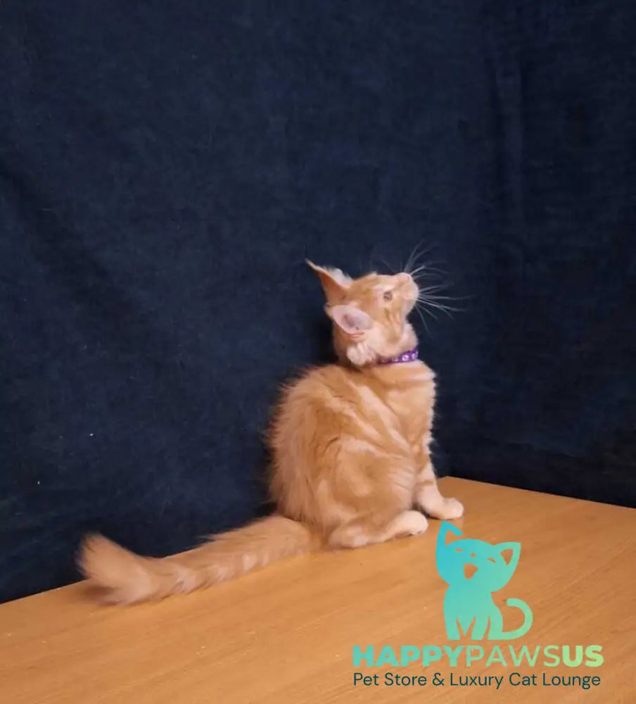 Afridita Maine Coon male red tabby - live animals