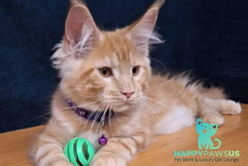 Afridita Maine Coon male red tabby - live animals