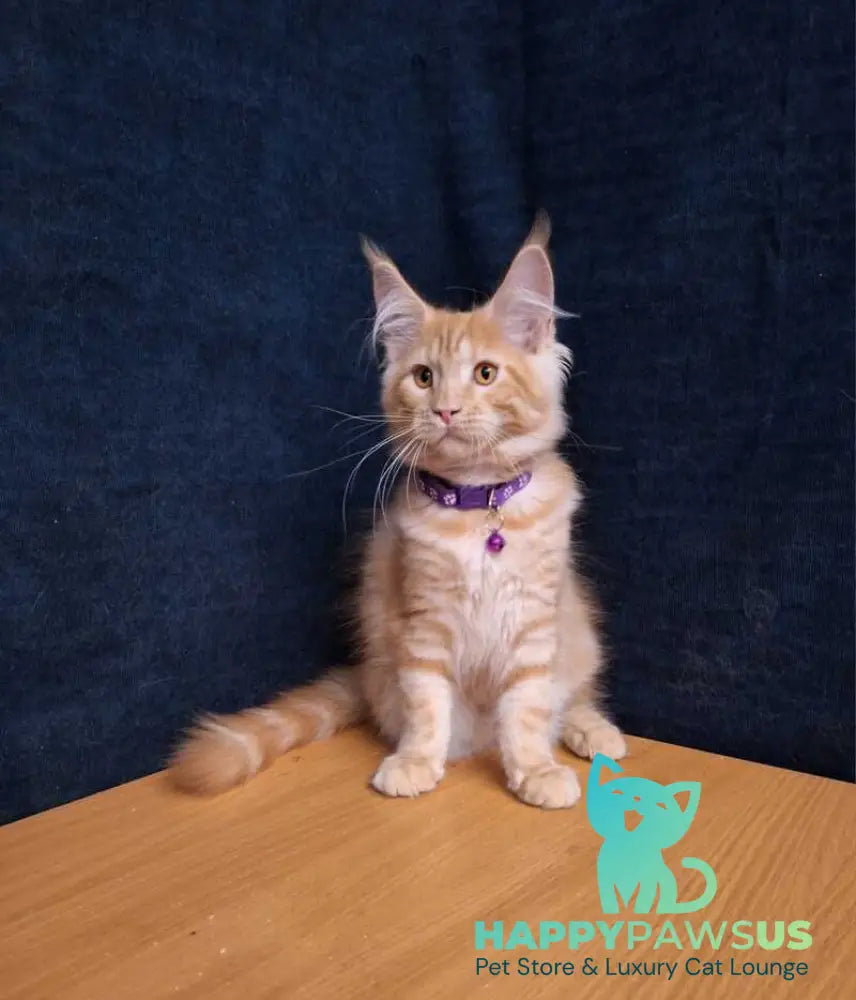 Afridita Maine Coon male red tabby - live animals