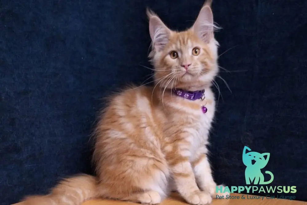 Afridita Maine Coon male red tabby - live animals