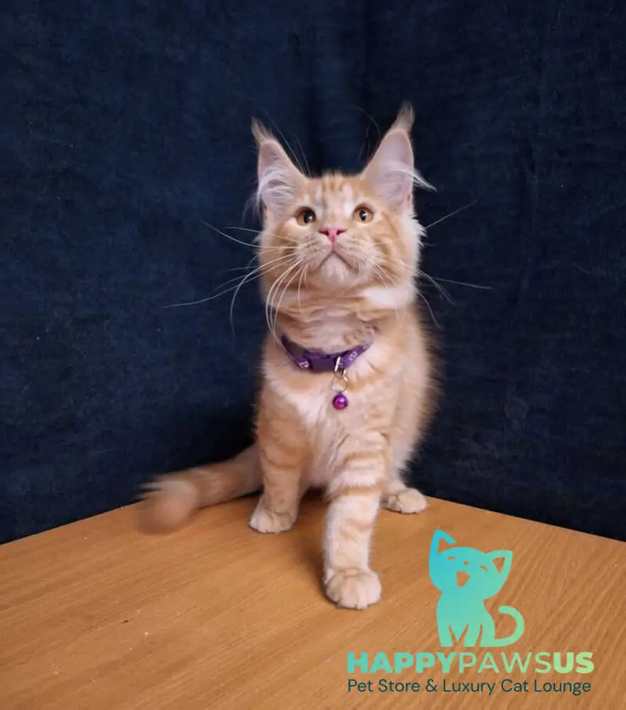 Afridita Maine Coon male red tabby - live animals