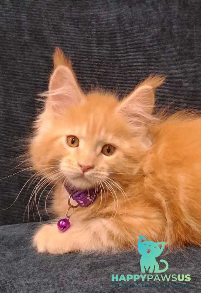 Afridita Maine Coon male red tabby - live animals