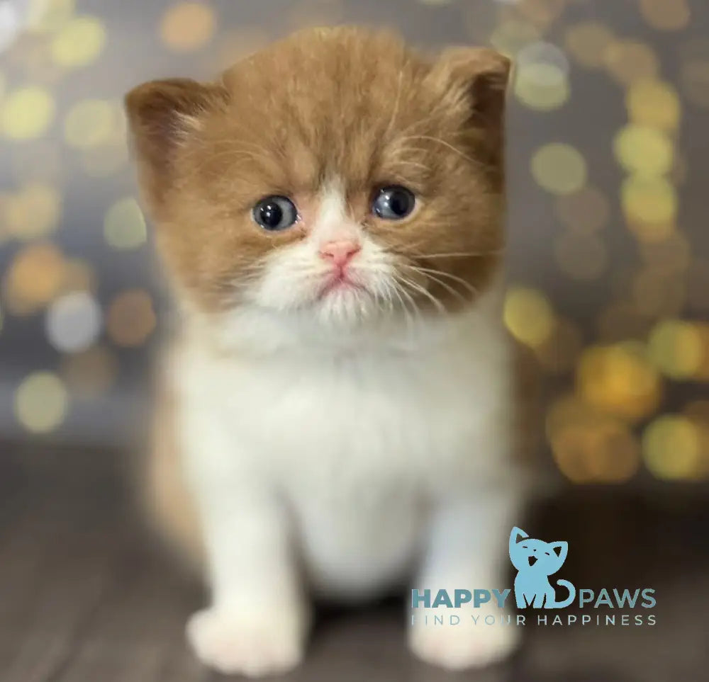 Afrodita British Shorthair female cinnamon bicolour live animals