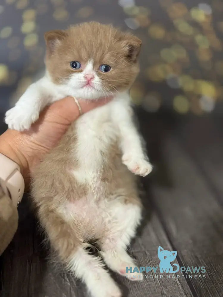Afrodita British Shorthair female cinnamon bicolour live animals