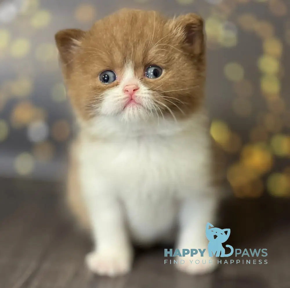 Afrodita British Shorthair female cinnamon bicolour live animals