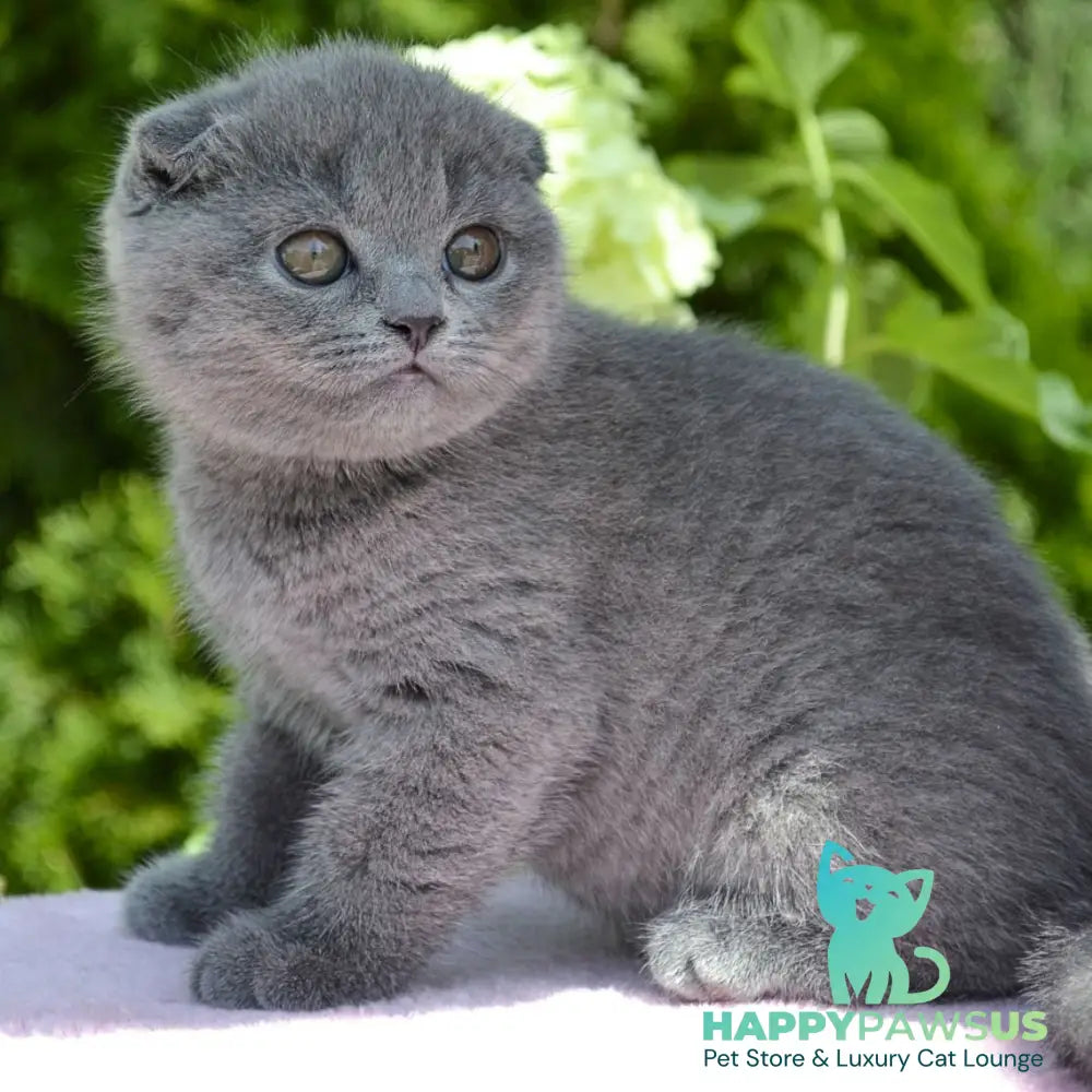Afrodita Scottish Fold female blue - live animals