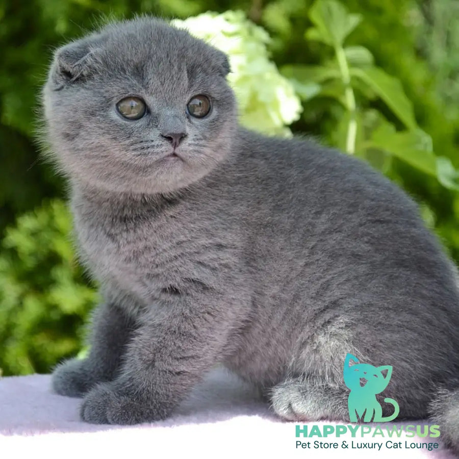 Afrodita Scottish Fold female blue - live animals