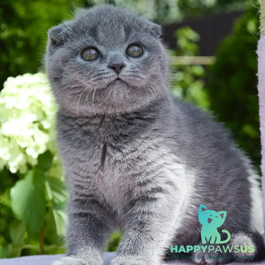 Afrodita Scottish Fold female blue - live animals