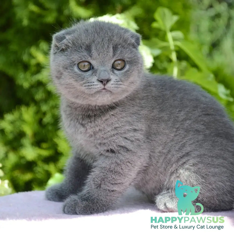 Afrodita Scottish Fold female blue - live animals