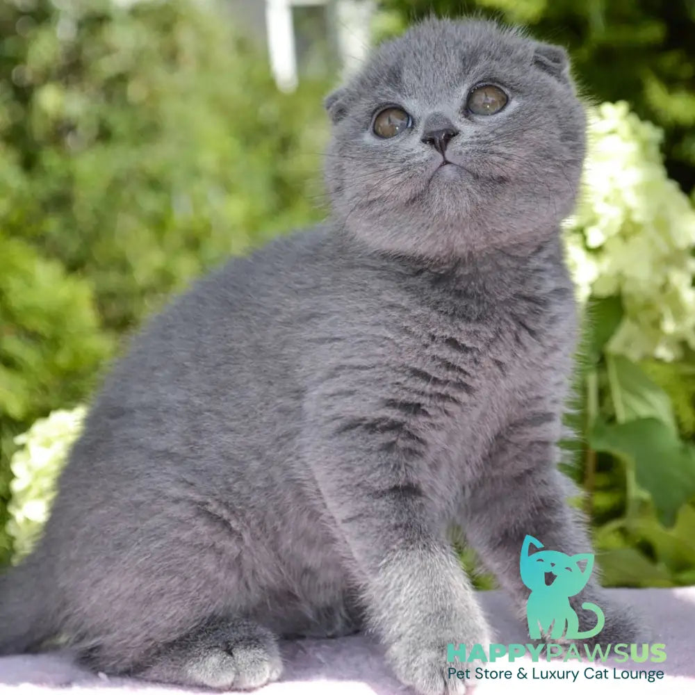 Afrodita Scottish Fold female blue - live animals