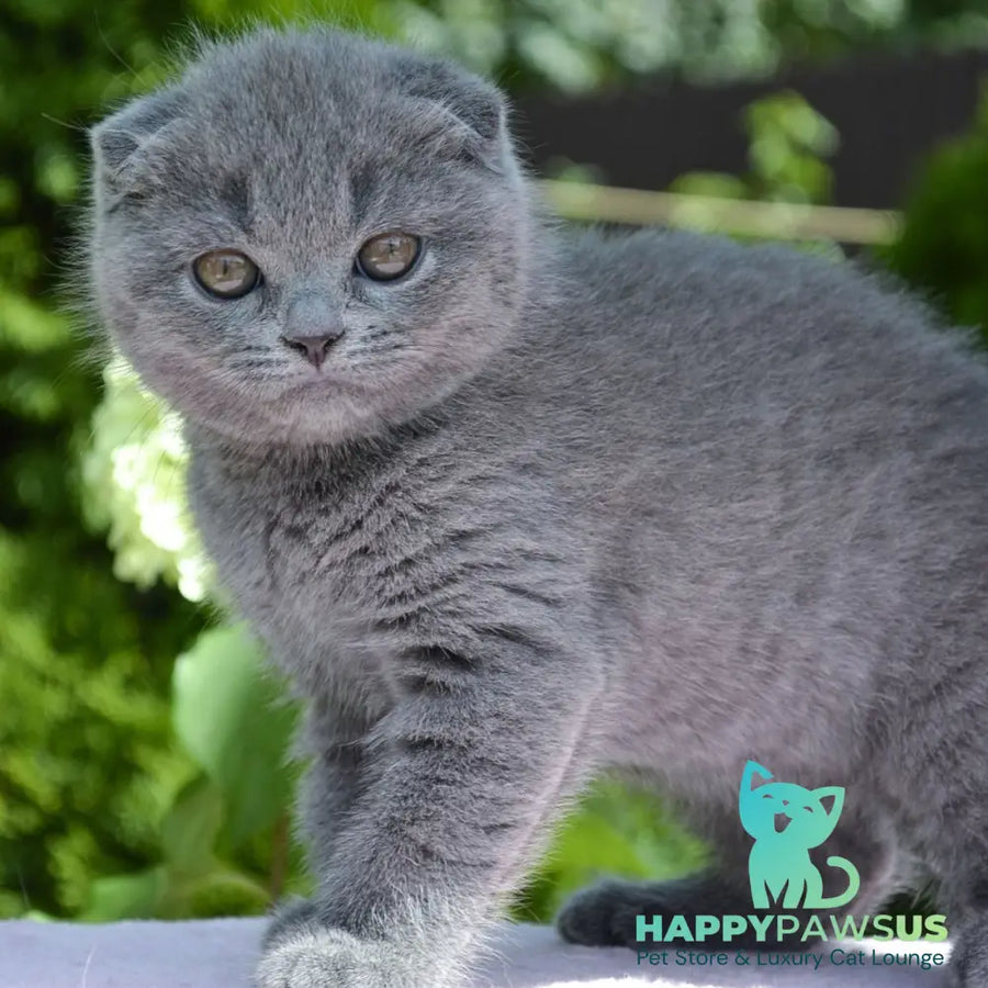Afrodita Scottish Fold female blue - live animals