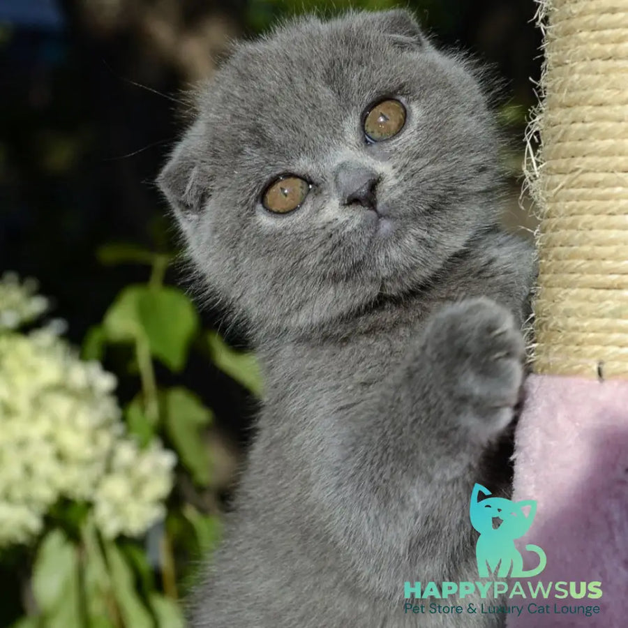 Afrodita Scottish Fold female blue - live animals