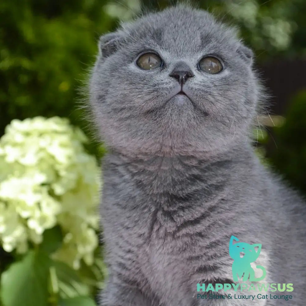 Afrodita Scottish Fold female blue - live animals