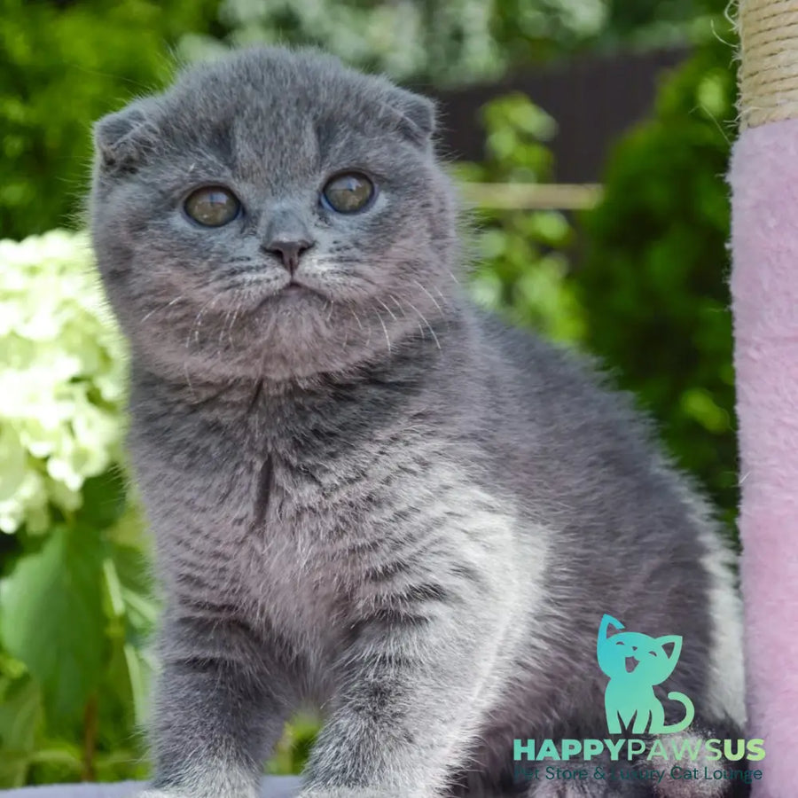Afrodita Scottish Fold female blue - live animals