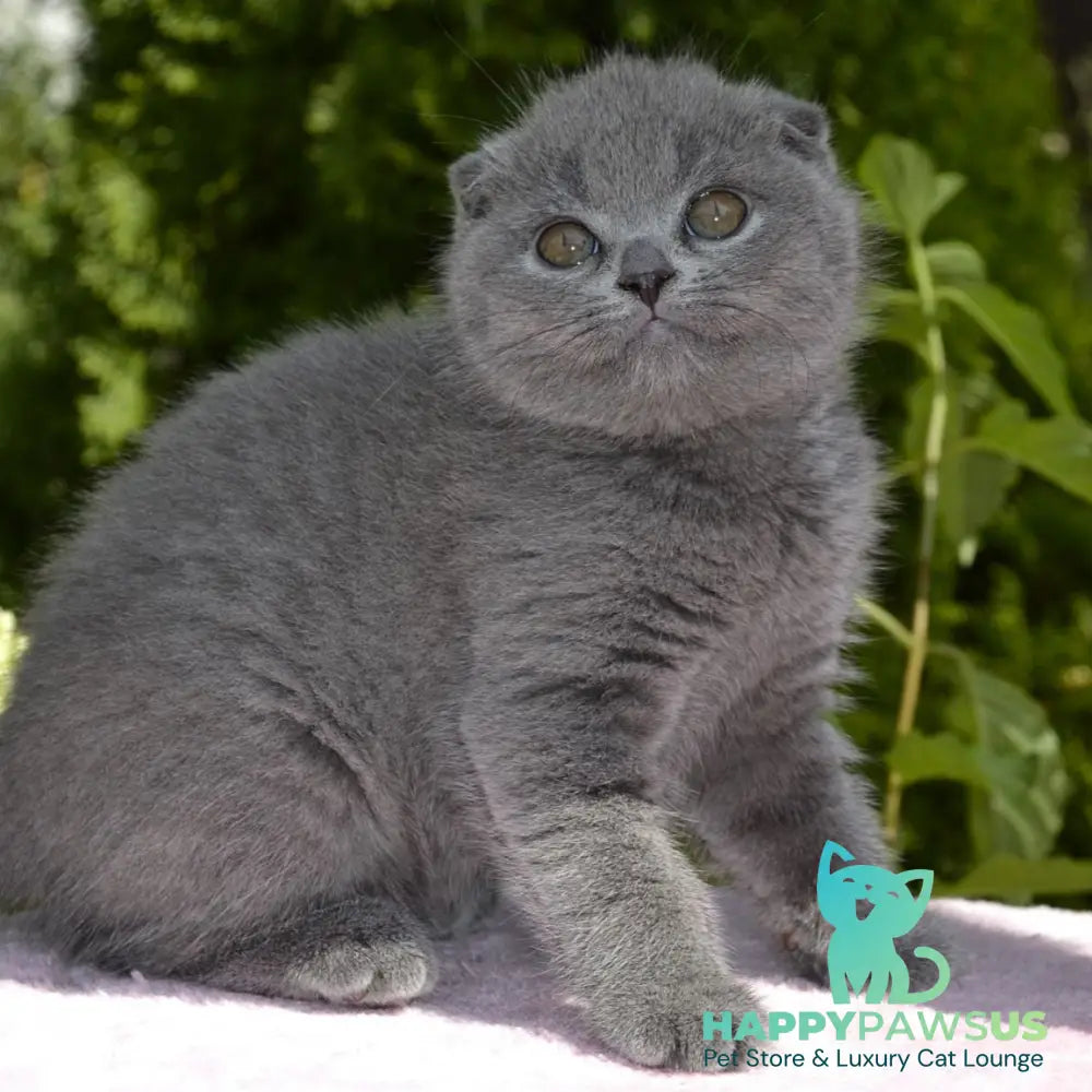 Afrodita Scottish Fold female blue - live animals