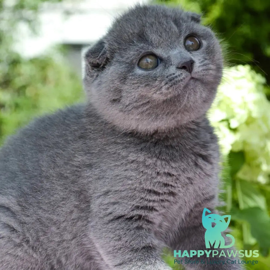 Afrodita Scottish Fold female blue - live animals