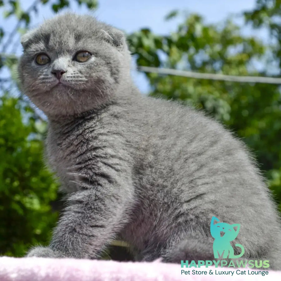 Afrodita Scottish Fold female blue - live animals