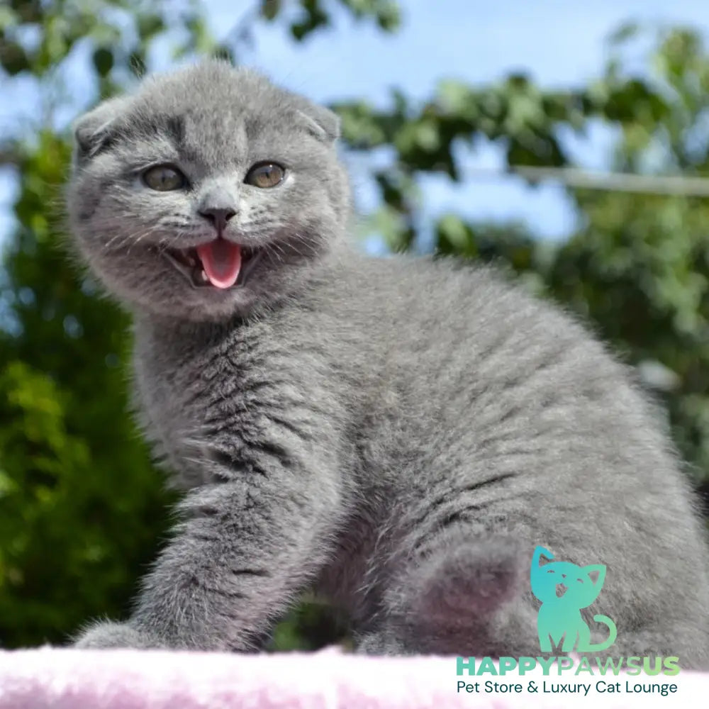 Afrodita Scottish Fold female blue - live animals