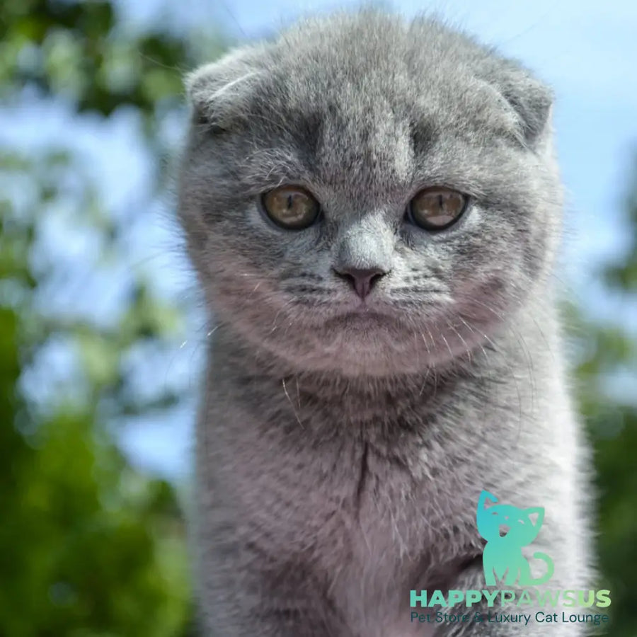 Afrodita Scottish Fold female blue - live animals