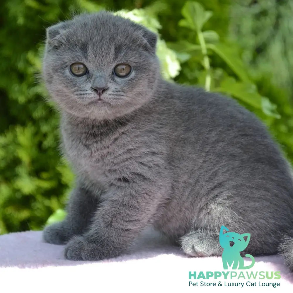 Afrodita Scottish Fold female blue - live animals