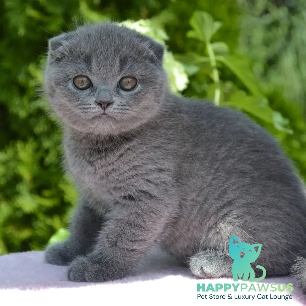 Afrodita Scottish Fold female blue - live animals