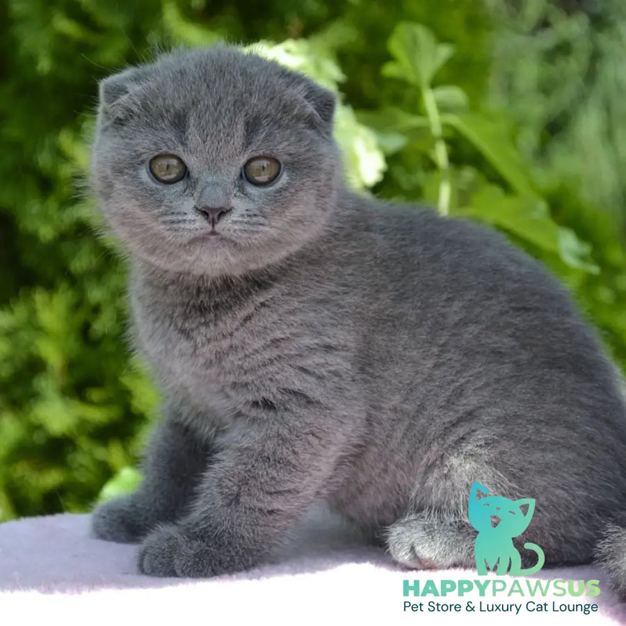 Afrodita Scottish Fold female blue - live animals