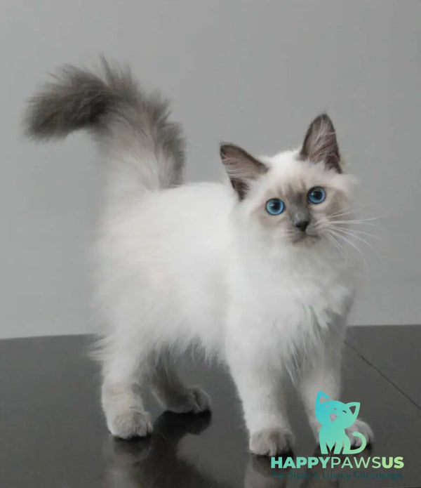Agasha Siberian female blue pointed - live animals