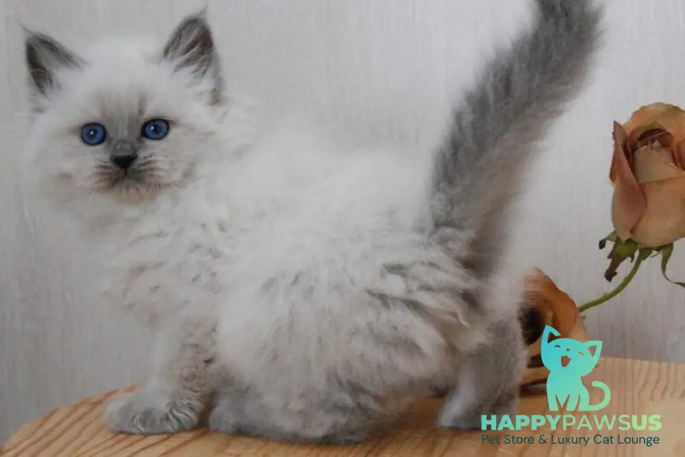 Agasha Siberian female blue pointed - live animals