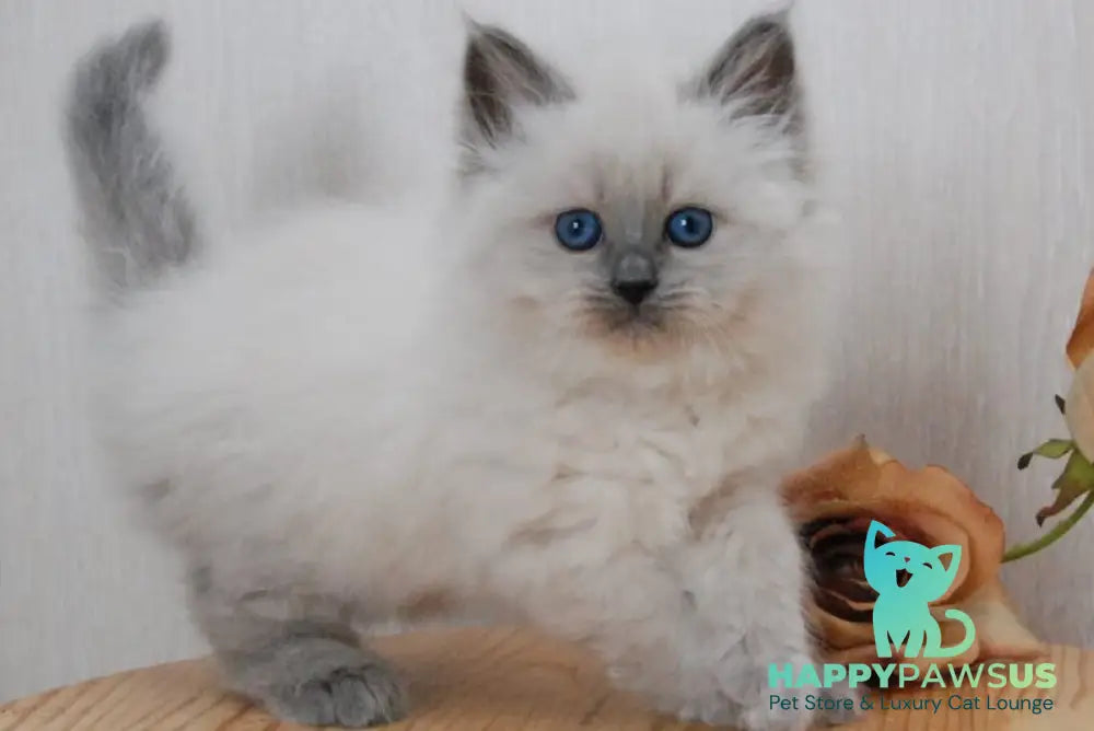 Agasha Siberian female blue pointed - live animals