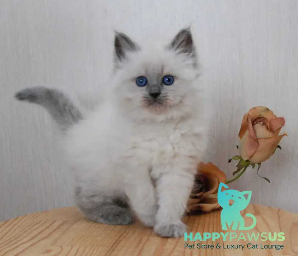 Agasha Siberian female blue pointed - live animals