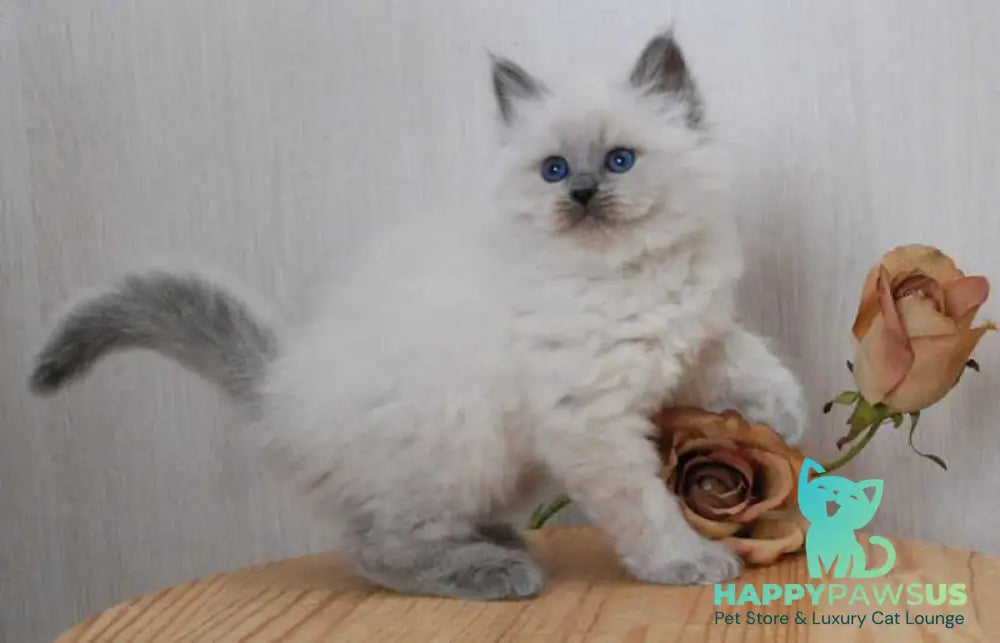 Agasha Siberian female blue pointed - live animals