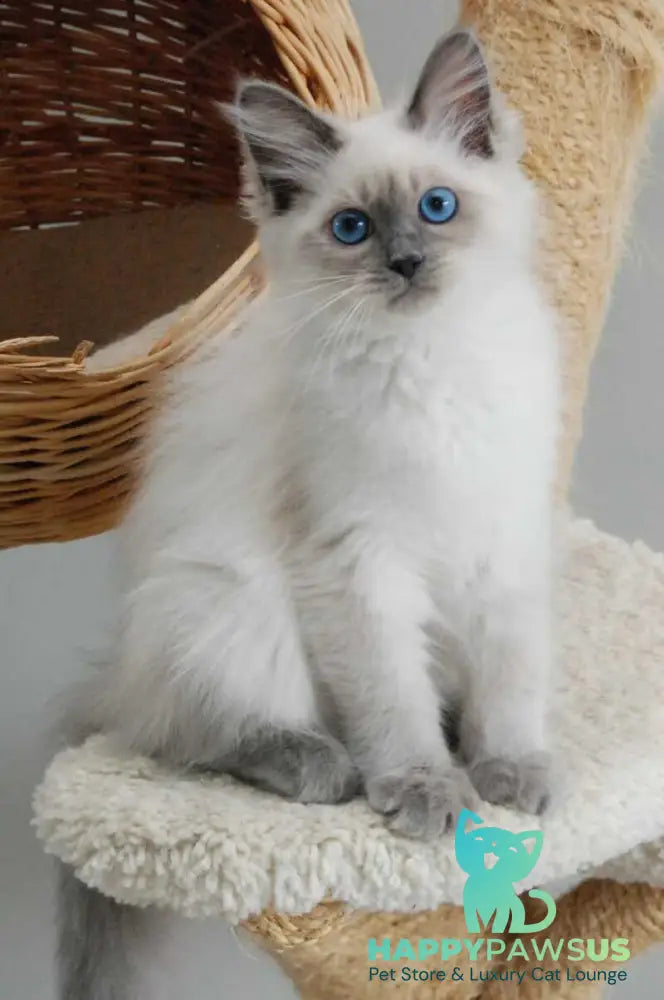 Agasha Siberian female blue pointed - live animals