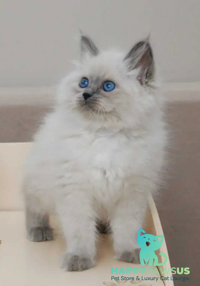 Agasha Siberian female blue pointed - live animals