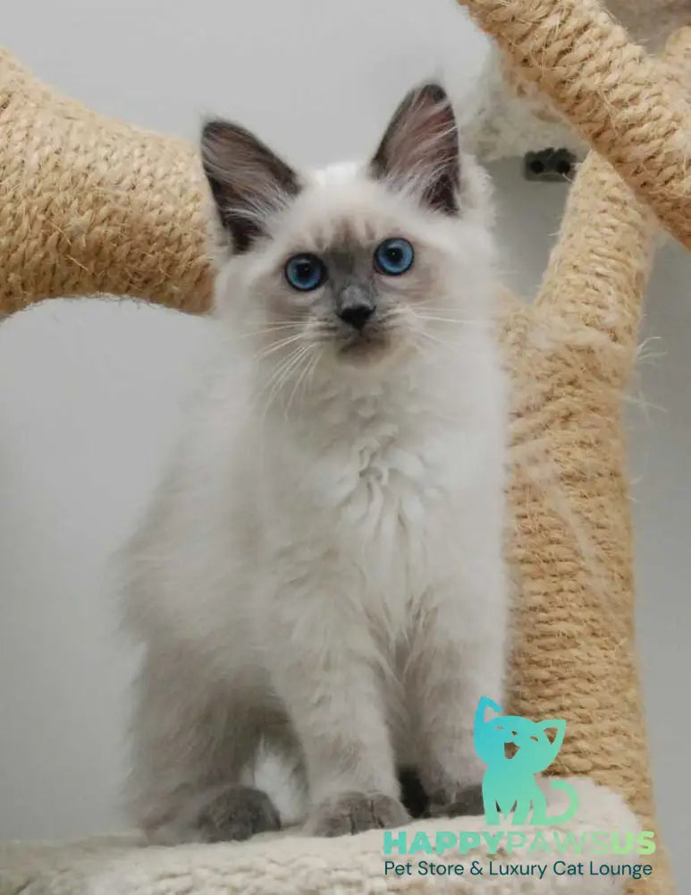 Agasha Siberian female blue pointed - live animals