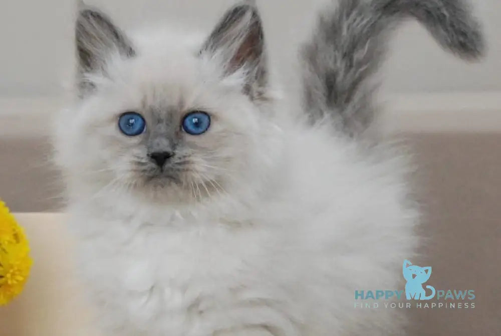 Agasha Siberian female blue pointed - live animals