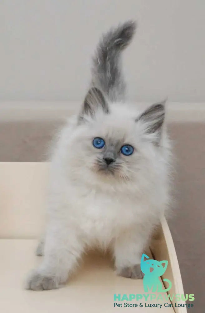 Agasha Siberian female blue pointed - live animals