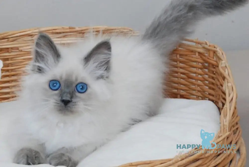 Agasha Siberian female blue pointed - live animals