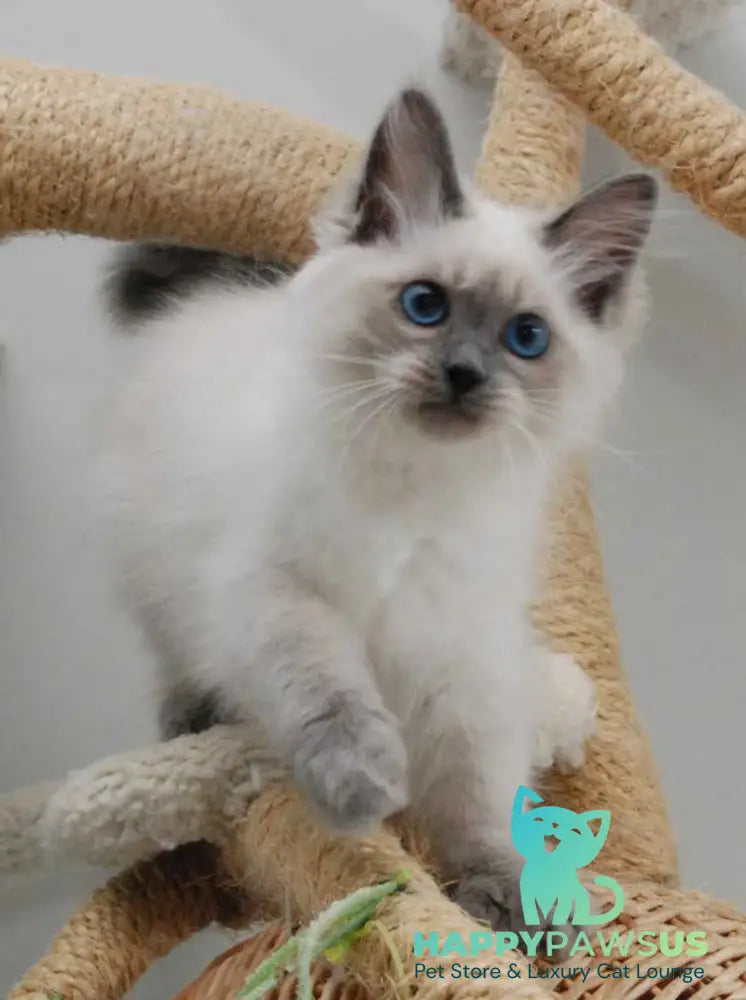 Agasha Siberian female blue pointed - live animals