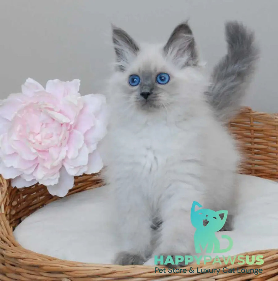 Agasha Siberian female blue pointed - live animals